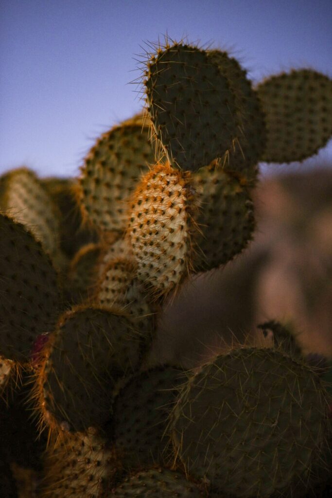 Cactus at sunset Joshua Tree National Park