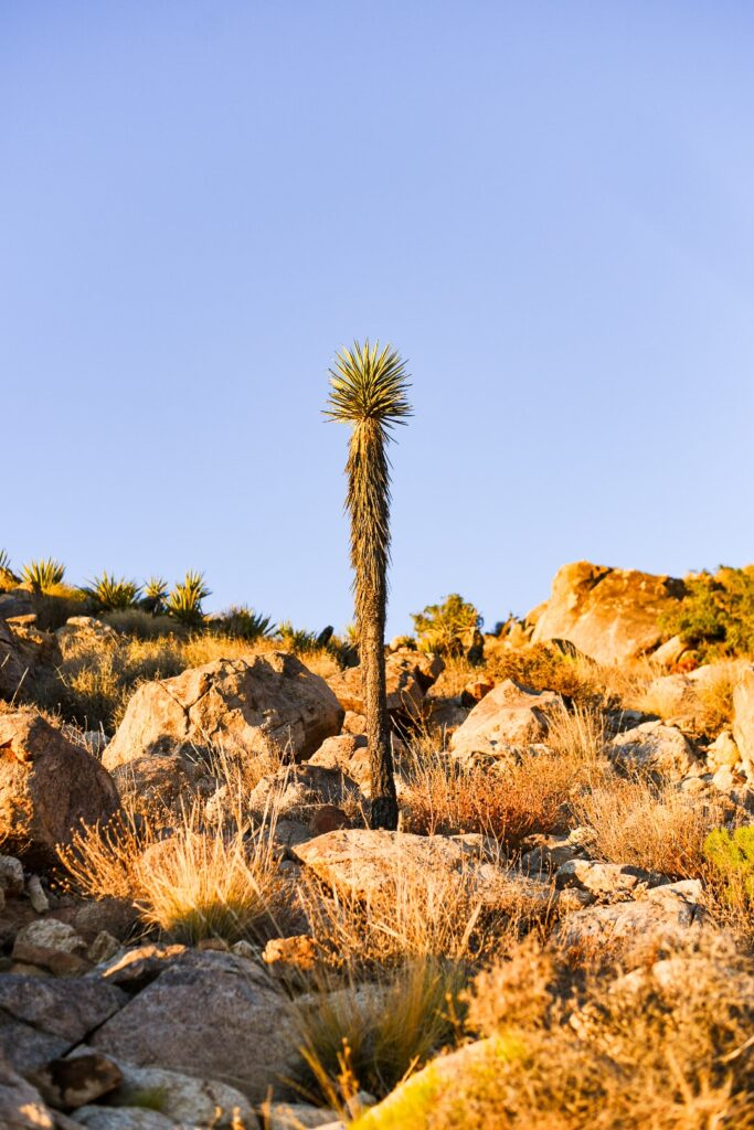 Tall vertical cactus in Joshua Tree National Park
