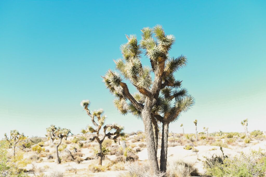 Joshua Trees in desert