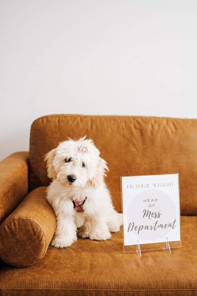 Frankie the doodle pup sits next to a sign that says Mess Department