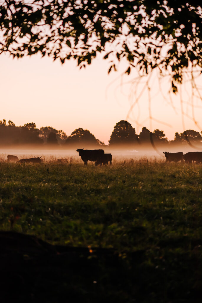 It is before sunrise, and a gentle fog hangs in the air with the silhouette of cows in the field