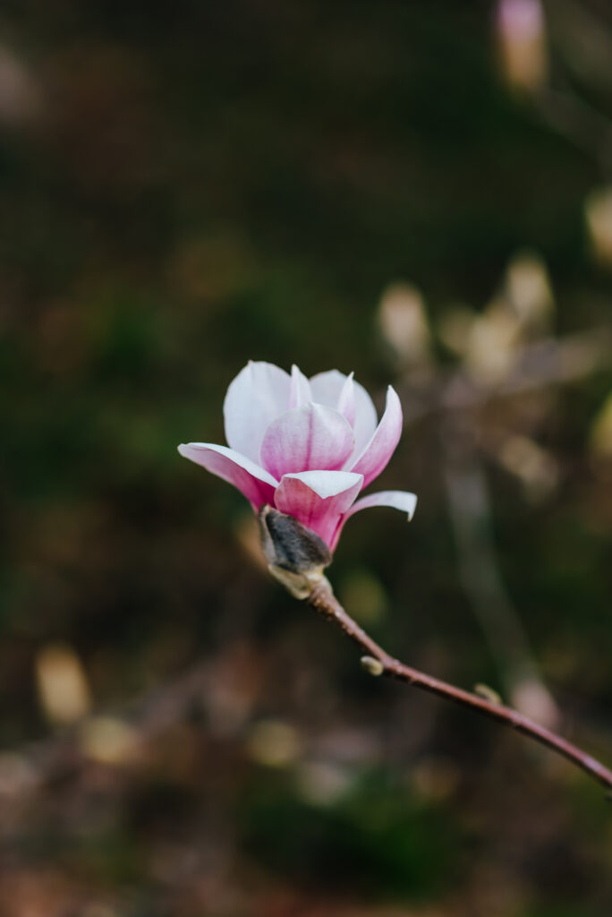 A single magnolia flower blossoms