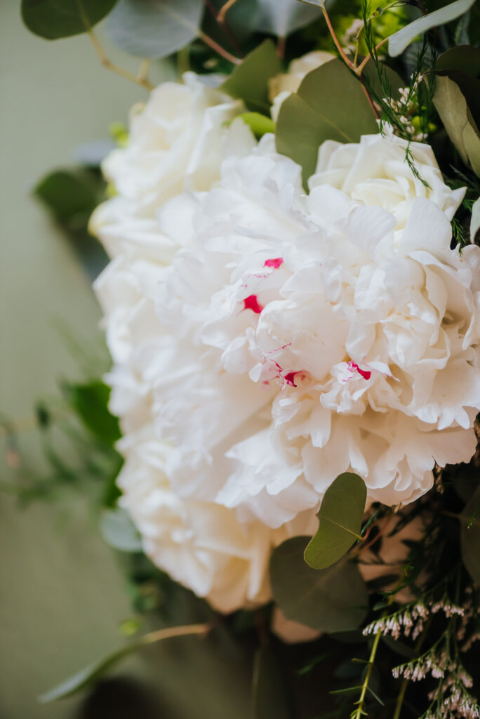 A white and blush peony for a wedding bouquet