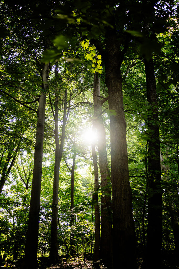A nature photo of the sun shining through the trees in Louisville's Cherokee Park.